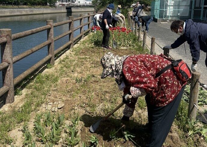 地域の皆さまと協力しながら、チューリップの球根を丁寧に掘り上げました。